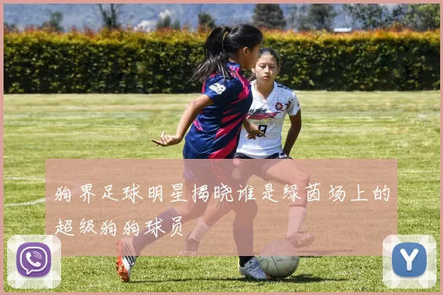 狗界足球明星揭晓谁是绿茵场上的超级狗狗球员